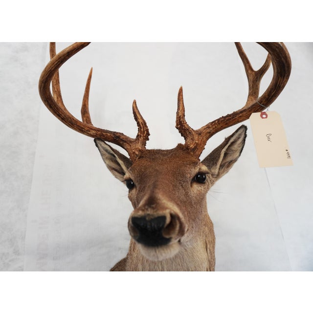 2000 - 2009 Whitetail Deer 9 Point Mount Head and Bust For Sale - Image 5 of 18