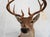 2000 - 2009 Whitetail Deer 9 Point Mount Head and Bust For Sale - Image 5 of 18