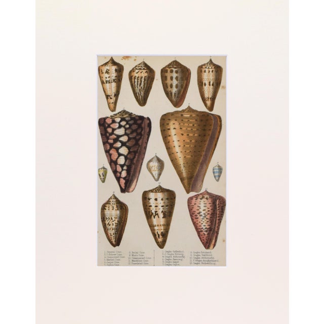 19th Century, hand colored seashell engraving published by A. Fullarton & Co., London for "A History of the Earth and...