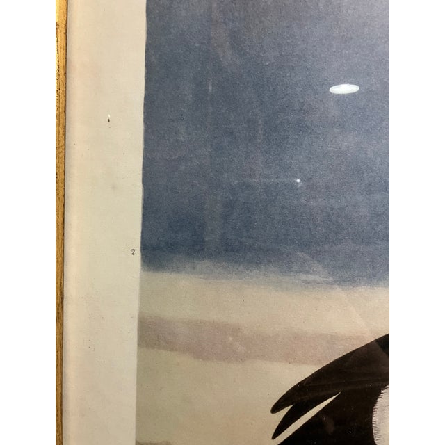 Mid 19th Century Second Edition John James Audubon Print King Duck, Plate CCLXXVI For Sale - Image 4 of 12