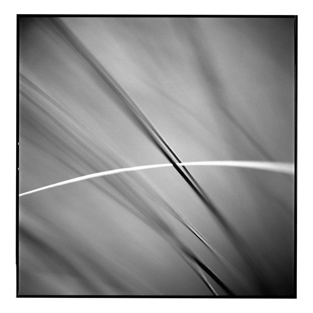 Paul Cooklin, Grass #III, Edition of 50 For Sale