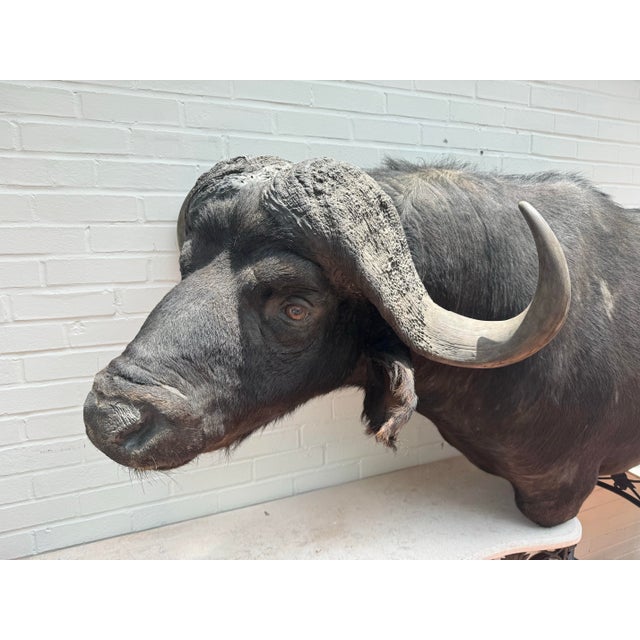 Late 20th Century Cape Buffalo From Africa Custom Wall Mount Taxidermy For Sale - Image 4 of 12
