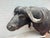 Late 20th Century Cape Buffalo From Africa Custom Wall Mount Taxidermy For Sale - Image 4 of 12