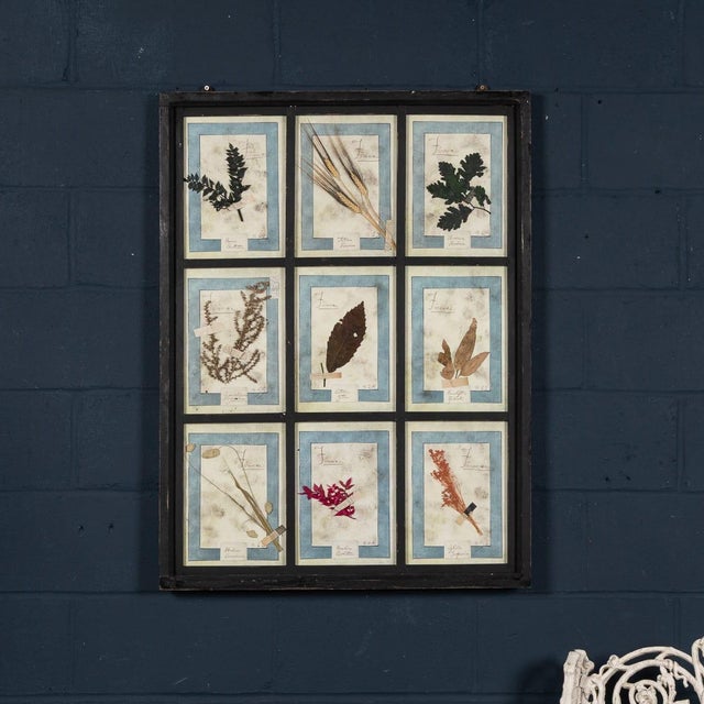 A stunning collection of antique pressed flowers and herbs, each preserved and labeled with handwritten botanical names....
