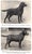 LORNA, Countess Howe [135] pp. Popular Dogs 1961 Third Printing 8 1/2" x 5 3/4" w/ 31 illustrations