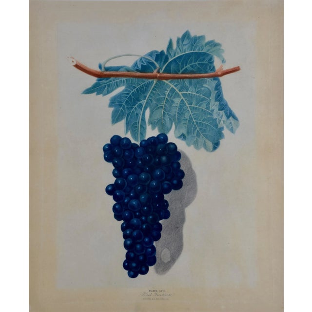 George Brookshaw's (1751-1823) beautiful Black Frontiniac Wine Grape hand-colored aquatint engraving, plate XVII from his...