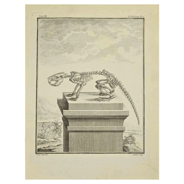 A-J De Fehrt, Skeleton, Etching, 1771 For Sale