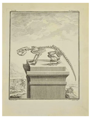 A-J De Fehrt, Skeleton, Etching, 1771