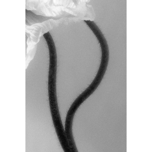 Contemporary Ugne Pouwell, Coupled Poppies, 2023, Photography For Sale - Image 3 of 4