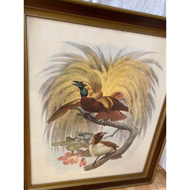 Cream Framed Lithograph Paradisea Minor by J.Smit.lith For Sale - Image 8 of 13