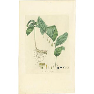 Curtis, Botany Illustration of the Common Solomon's-Seal, 1817, Print For Sale