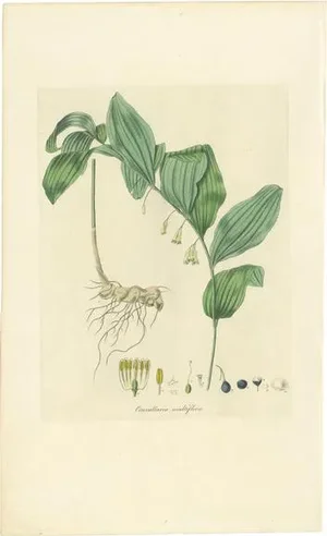 Curtis, Botany Illustration of the Common Solomon's-Seal, 1817, Print