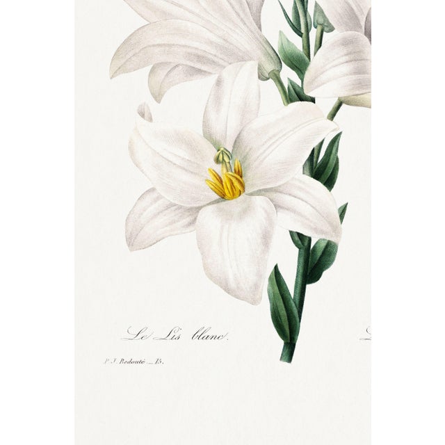 Madonna Lily, Vintage Botanical Art Print Reproduction by Pierre-Joseph Redouté, 20" X 30" For Sale - Image 9 of 10