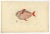 Antique print, titled: 'Poissons Plate 10 - Le Lampris Tachete (Lampris guttatus).' - This rare plate shows the Lampris...