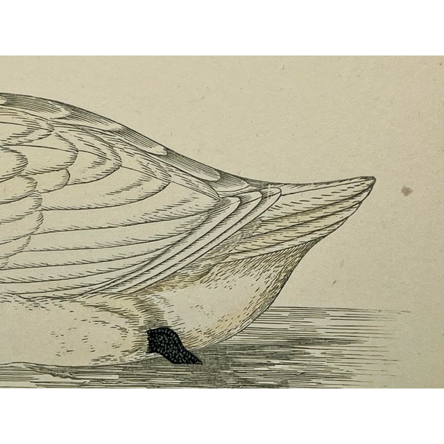 Plastic Antique Hand Tinted Bird Print From England Featuring a Graceful White Hooper Swan - Circa 1880 For Sale - Image 7 of 11