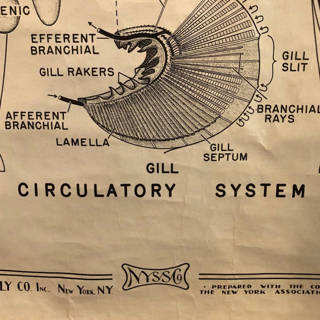 Wood Mid 20th Century Educational Zoological Dogfish Anatomy Chart by New York Scientific Co. For Sale - Image 7 of 12
