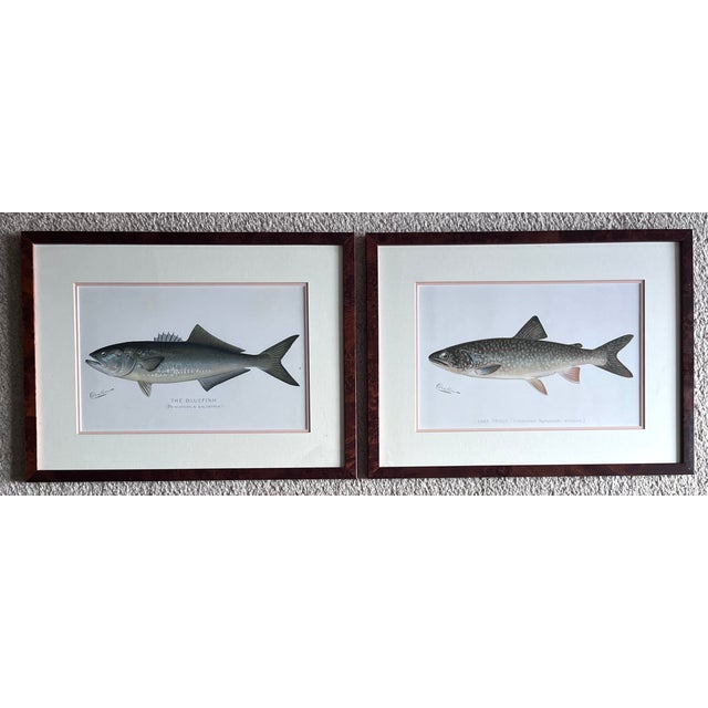 Antique Denton Fish Prints-Custom Framed-Set 2 For Sale - Image 4 of 7