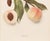 1900s U. P. Hedrick, Original Antique Photogravure of Morris White Peaches For Sale - Image 4 of 7