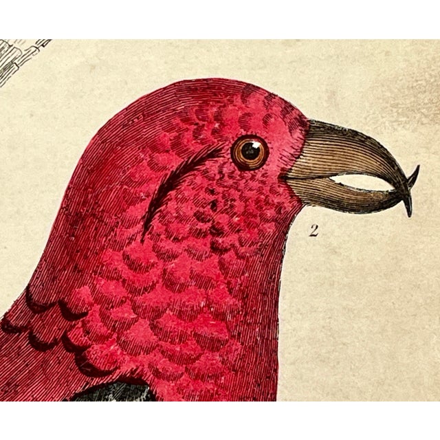 Cream Antique Hand Tinted Bird Print Featuring an American Crossbill and a White Winged Crossbill - Circa 1850 For Sale - Image 8 of 12