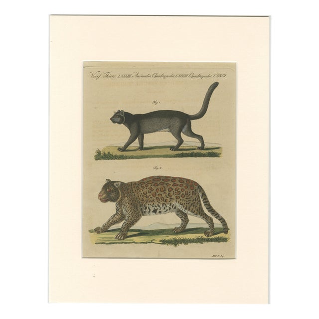 Bertuch, Jaguar & Jaguarundi, 1813, Engraving For Sale