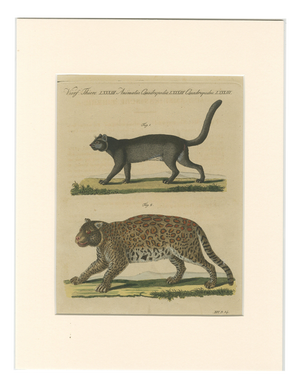 Bertuch, Jaguar & Jaguarundi, 1813, Engraving