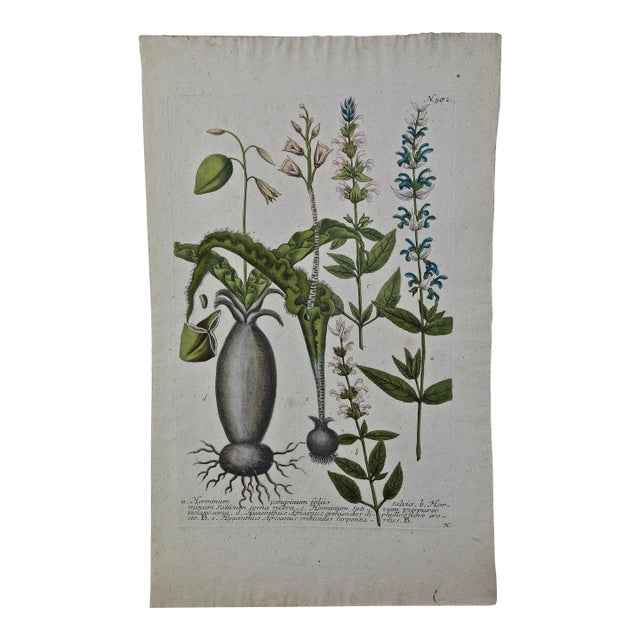 Weinmann 18th Century Hand Colored Botanical Engraving "Horminum Peregrinum", 1739 For Sale