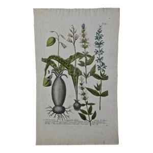 Weinmann 18th Century Hand Colored Botanical Engraving "Horminum Peregrinum", 1739