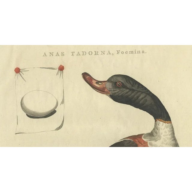 Sepp & Nozeman, Female Common Shelduck, 1789, Print For Sale - Image 3 of 10