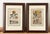 Pair of Johann Christoph Volckamer, Nurenberg Botanical Hand Colored Lithographs in Custom Frames For Sale - Image 4 of 8