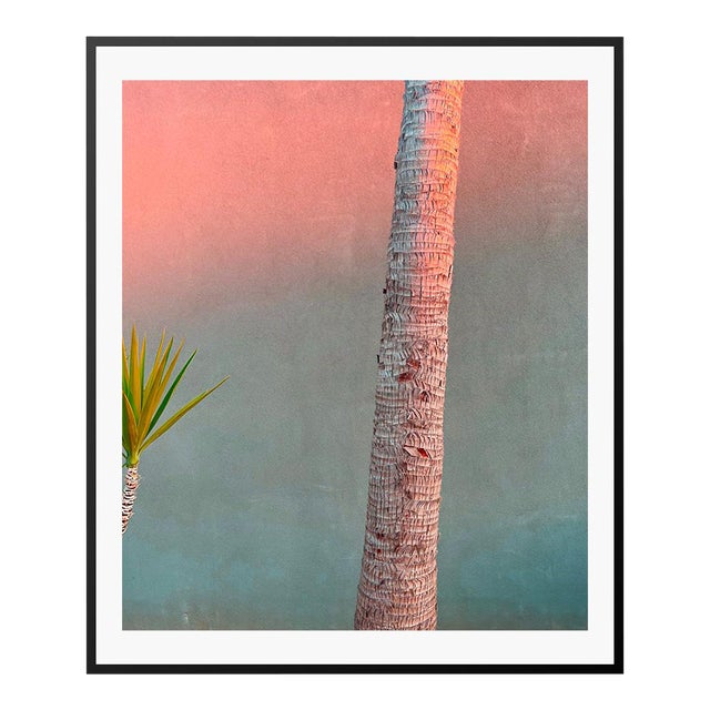 Pink Evening Yucca and Palm by Stuart Möller Framed Photograph For Sale
