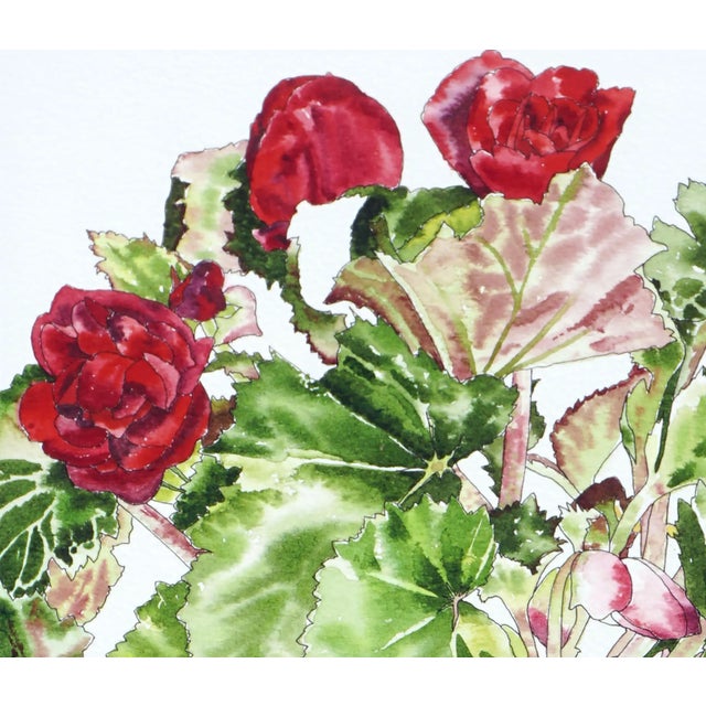 Red Begonia - Botanical Study by Deborah Eddy For Sale - Image 4 of 5