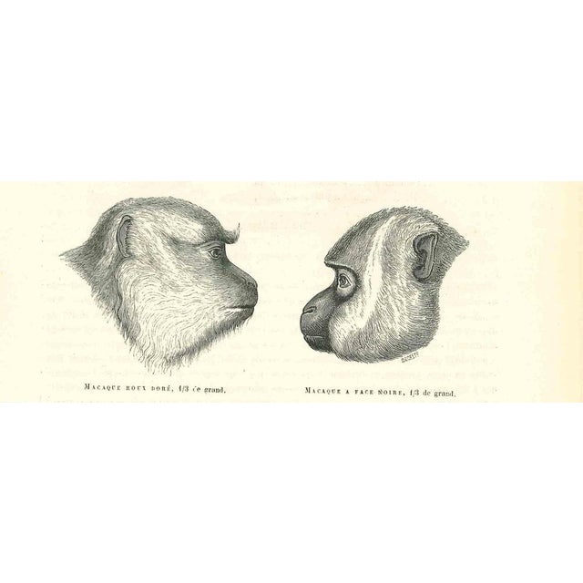 The Monkeys Look is an original lithograph on ivory-colored paper, realized by Paul Gervais (1816-1879). The artwork is...