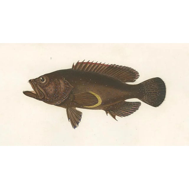 Mid 19th Century Spotted Groupers, 1840s, Paper For Sale - Image 5 of 11