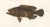 Mid 19th Century Spotted Groupers, 1840s, Paper For Sale - Image 5 of 11