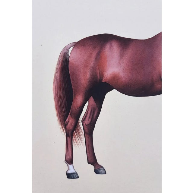 Realist Horse Miniature Painting on Paper Chairish