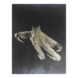 Early 20th Century Joe Clark Eagle Claw Silver Gelatin Photograph