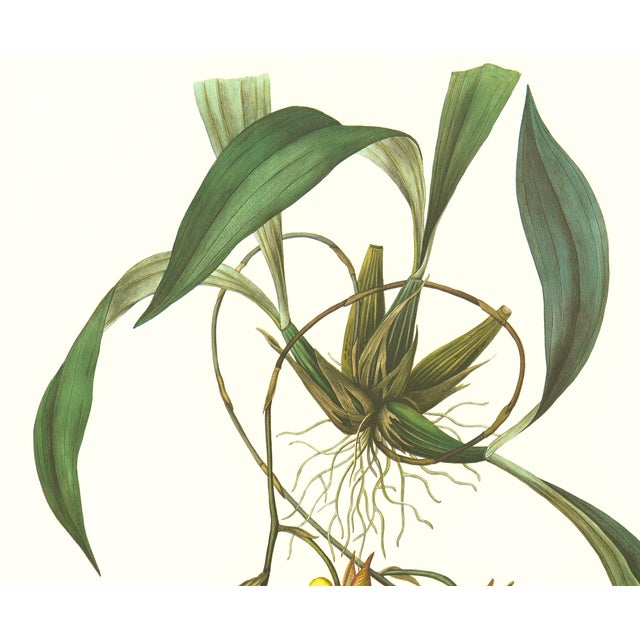 Realism Large 1973 Orchid Flower Lithograph "Coryanthes Speciosa" (Mr. Rucker's Variety of Coryanthes Speciosa) After James Bateman For Sale - Image 3 of 7