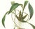 Realism Large 1973 Orchid Flower Lithograph "Coryanthes Speciosa" (Mr. Rucker's Variety of Coryanthes Speciosa) After James Bateman For Sale - Image 3 of 7