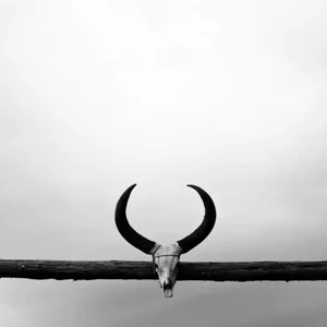 Ranch Horns Texas by Bryce Olsen Print, 12" x 12"