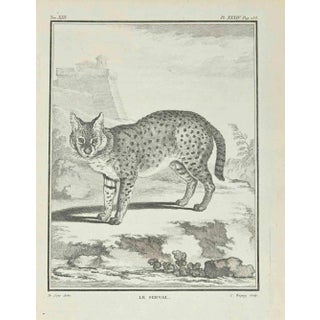 Jean Charles Baquoy, Le Serval, Etching, 1771 For Sale