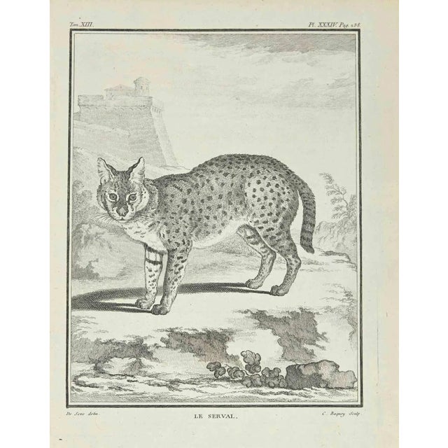Jean Charles Baquoy, Le Serval, Etching, 1771 For Sale