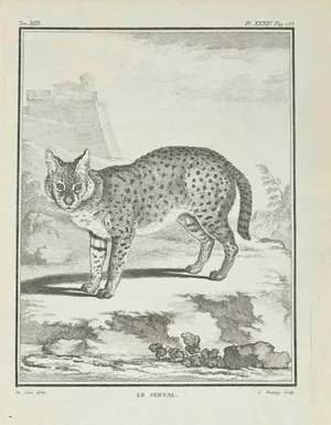 Jean Charles Baquoy, Le Serval, Etching, 1771