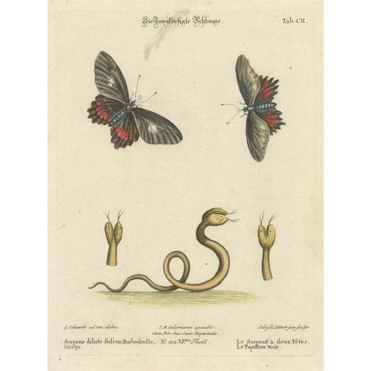 The Two-Headed Serpent and the Black Butterfly, 1749, Paper For Sale - Image 6 of 6