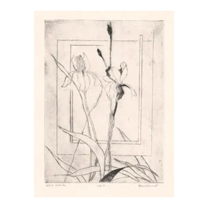 David Baird Iris Etching