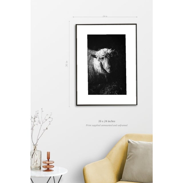 Paul Cooklin, Ewe in Barn, Edition of 50 For Sale - Image 4 of 7