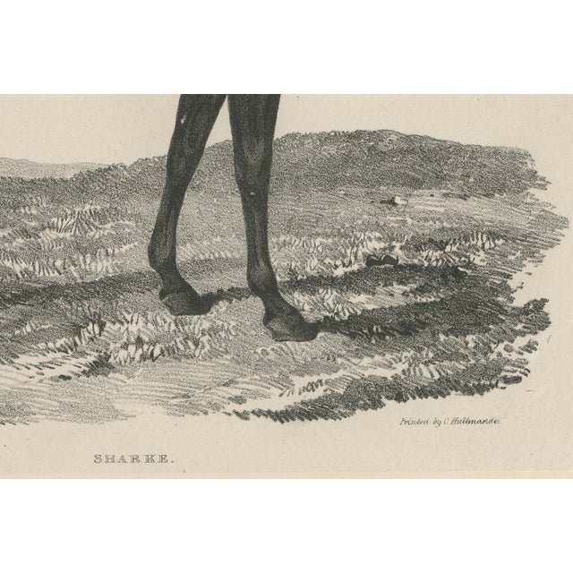 Maxim Gauci, Sharke Thoroughbred Horse Portrait, Lithograph, 1840 For Sale - Image 5 of 9