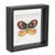 2020s Framed Butterfly Block (Set of 2) For Sale - Image 5 of 5