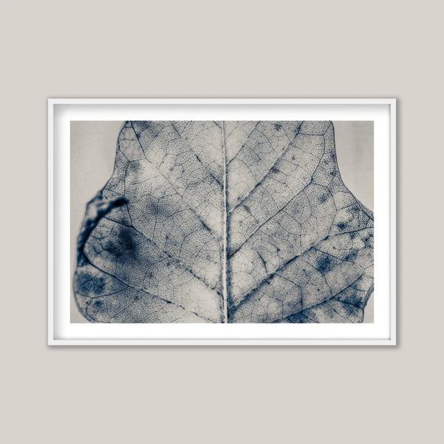 A close-up, monotone study—blue and sepia-toned—of a fallen leaf, revealing its stunning, intricate network of...
