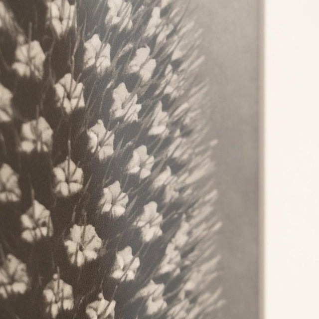 Karl Blossfeldt, Black and White Botanical Image, 1942, Photogravure, Framed For Sale - Image 9 of 16