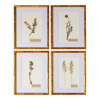 Custom Framed Antique Herbarium Botanical Specimens - Set of 4 For Sale